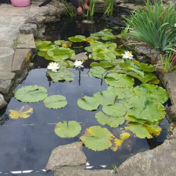 Pond Safety Ltd