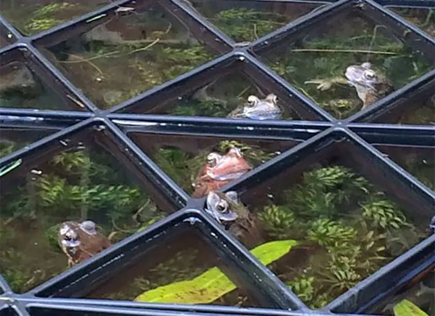 SCHOOL PONDS & WILD LIFE…